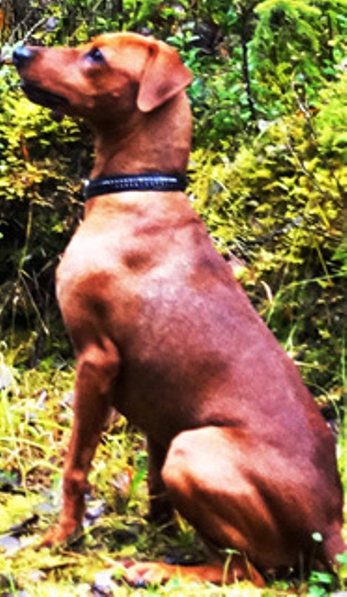 Pinscher